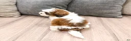 Shih Tzu dogs for sale: Cruze - Ad 5