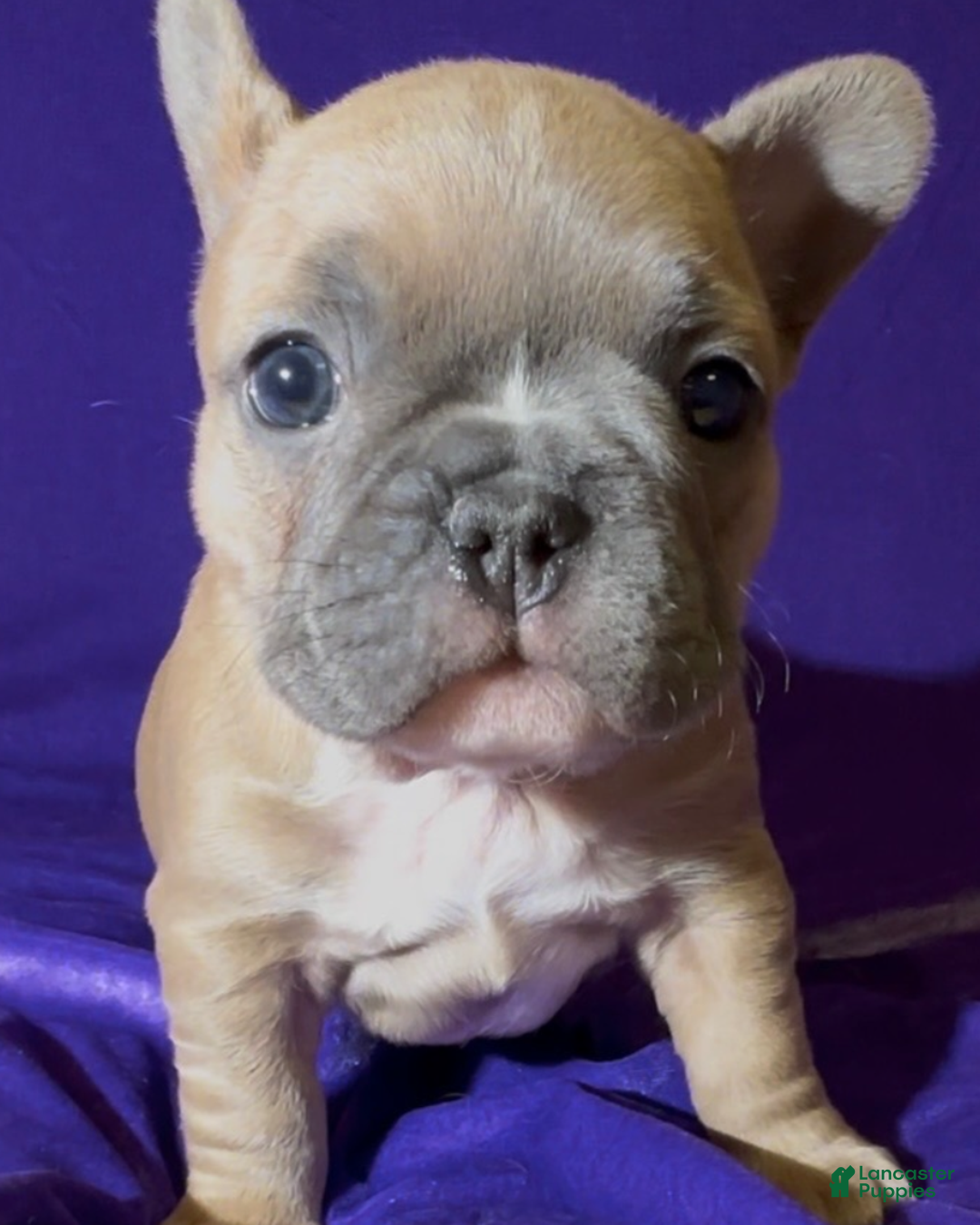 French Bulldog dogs for sale: Pernell - Ad 5