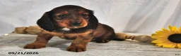 Miniature Dachshund dogs for sale: Mocha - Ad 4