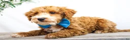 Goldendoodle dogs for sale: COWBOY - Ad 4