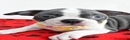 Boston Terrier dogs for sale: Ian - Ad 5