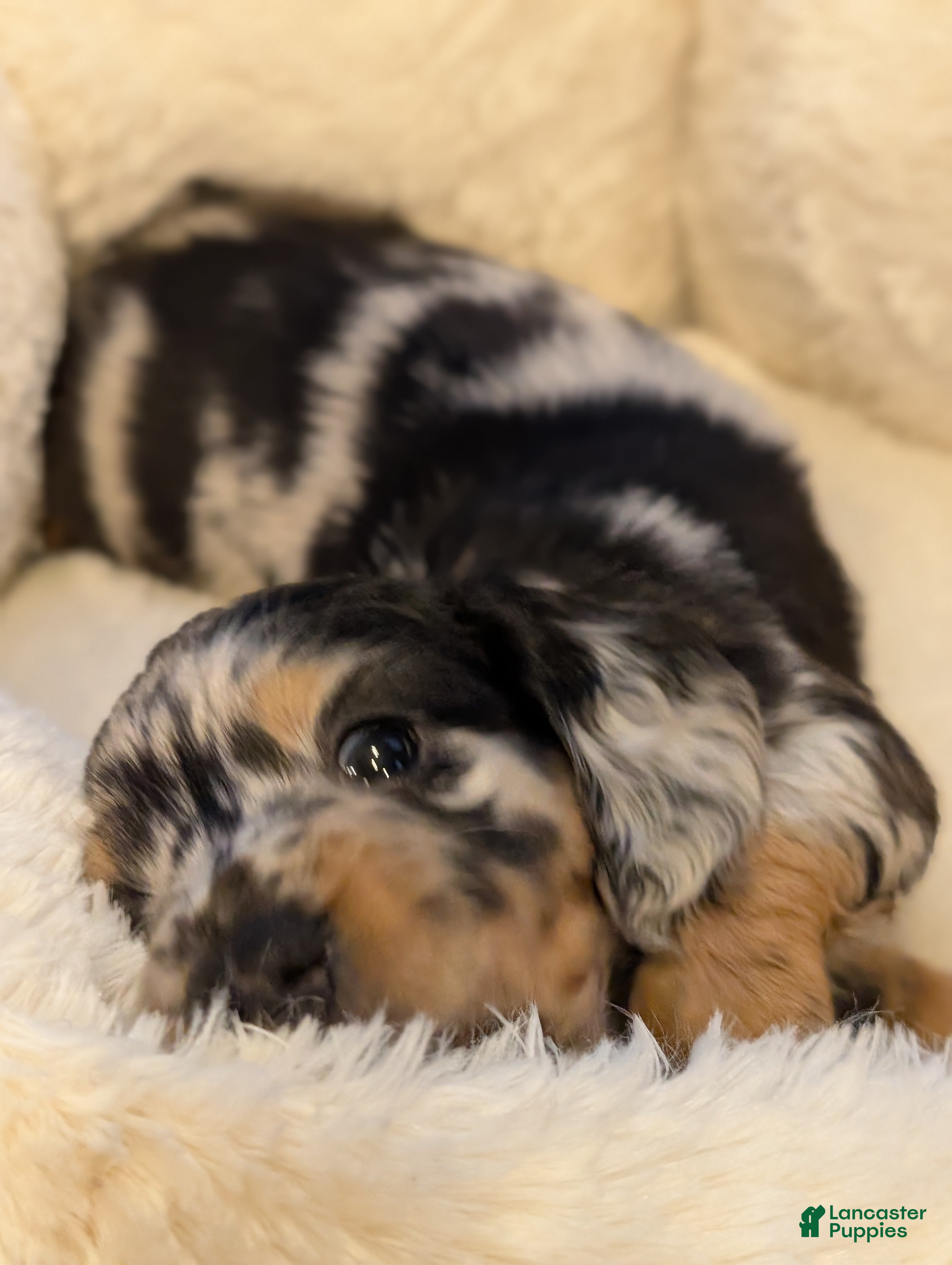Miniature Dachshund dogs Oreo - Ad 2
