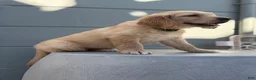 Golden Retriever dogs for sale: Green collar - Ad 2