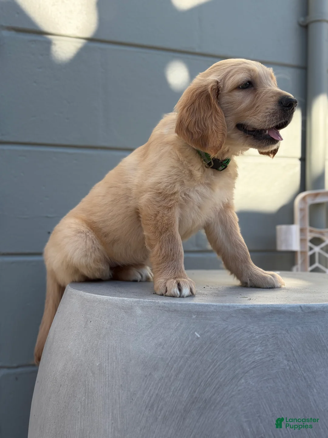 Golden Retriever dogs for sale: Green collar - Ad 2