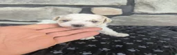 Havapoo dogs for sale: Button F-1B - Ad 10