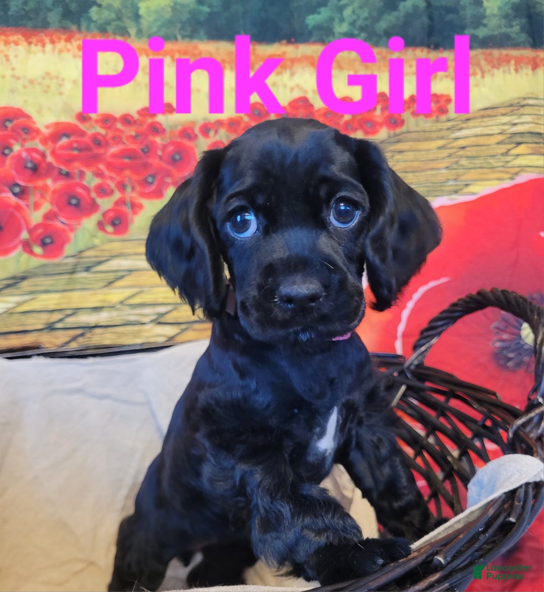 Cockapoo dogs for sale: Pink Girl  - Ad 7