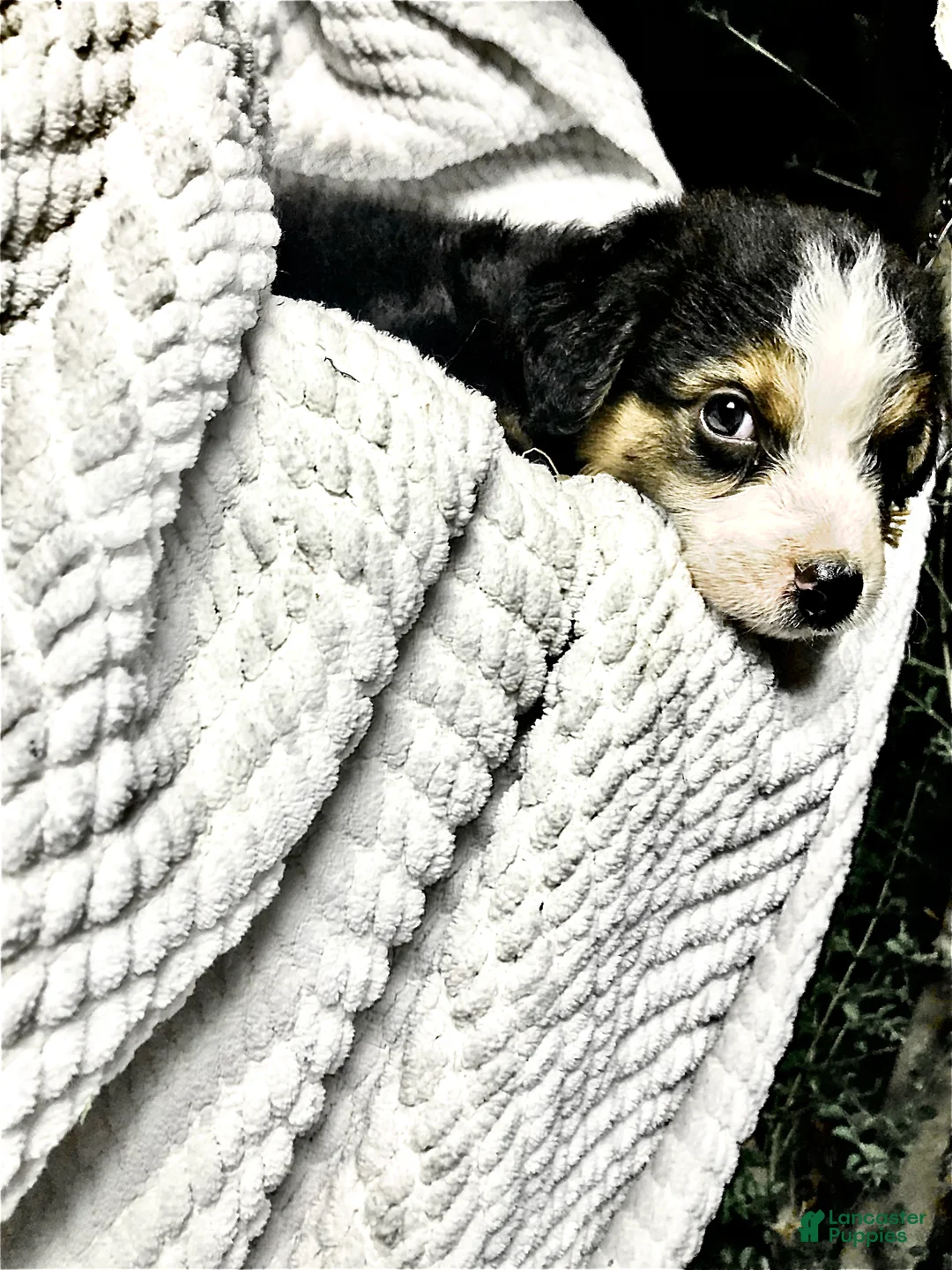 Australian Shepherd dogs for sale: Dj (black tri)(male) - Ad 2