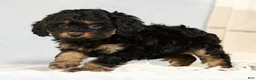 Cavapoo dogs for sale: Brandy - Ad 6