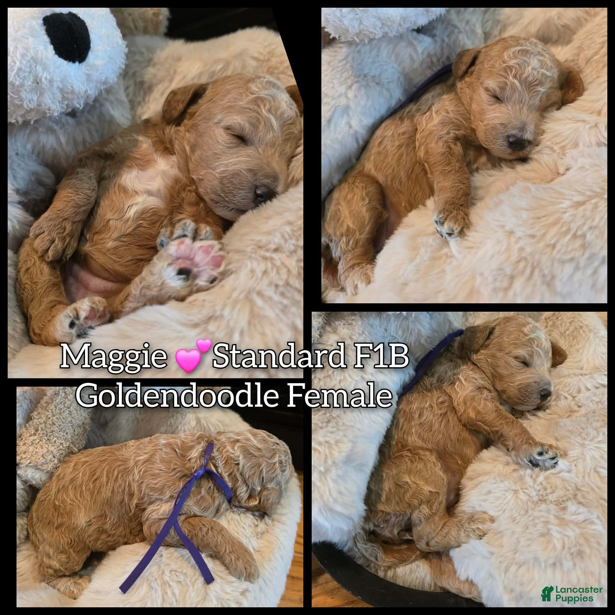 Goldendoodle dogs for sale: Maggie  - Ad 4