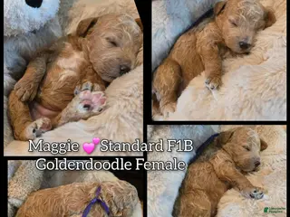 Goldendoodle dogs for sale: Maggie - Ad 4