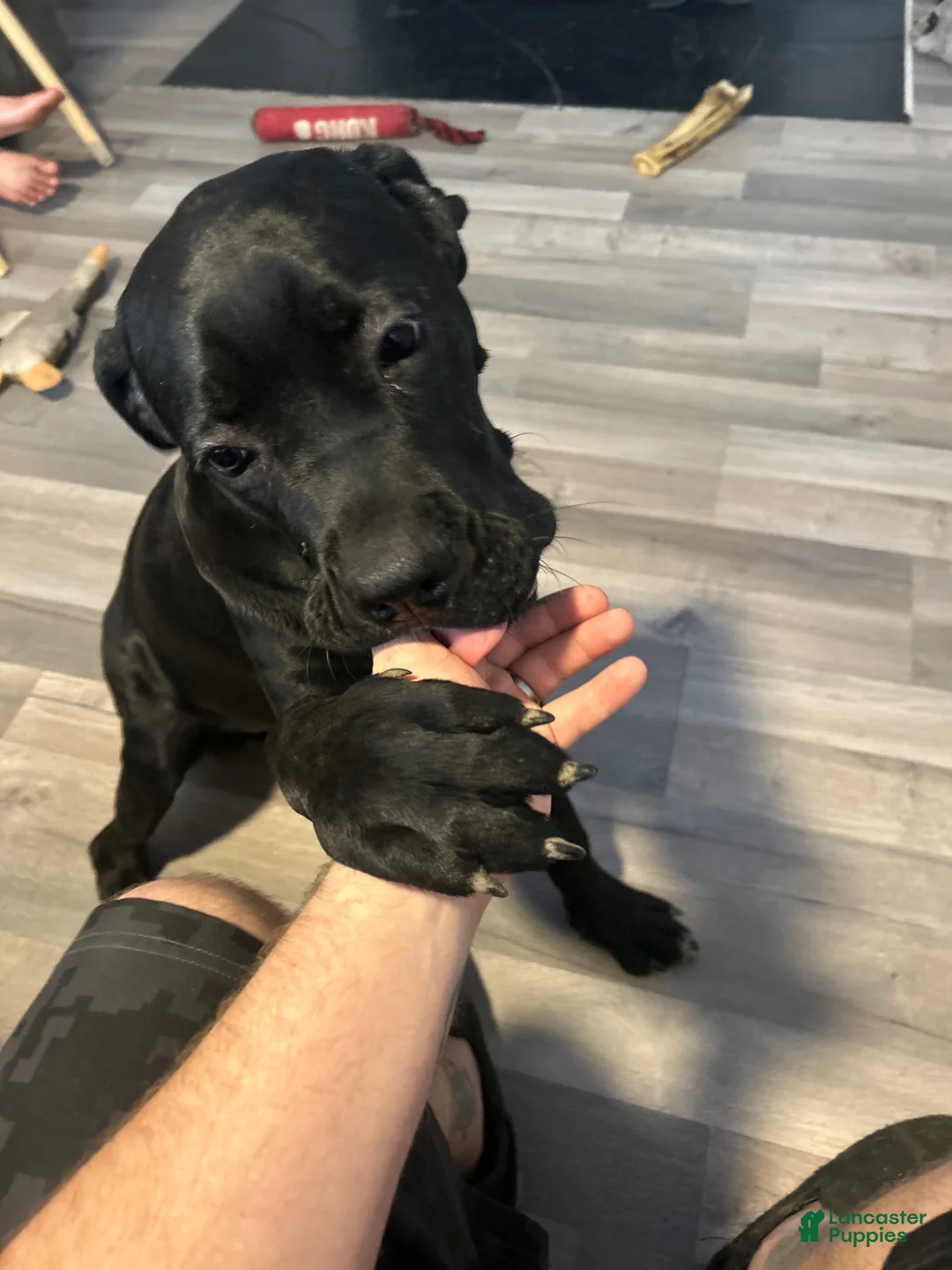 Cane Corso dogs for sale: Cane Corso Puppy 1 - Ad 3