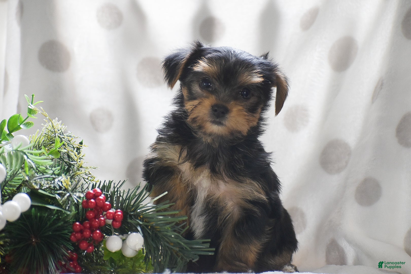 Yorkshire Terrier dogs Paprika - Ad 23