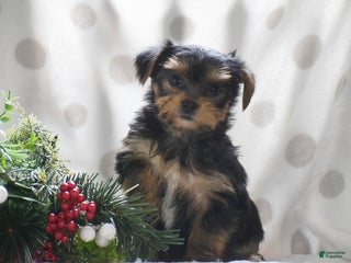 Yorkshire Terrier dogs Paprika - Ad 23