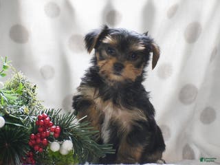 Yorkshire Terrier dogs Paprika - Ad 41