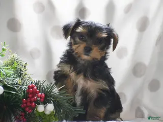 Yorkshire Terrier dogs Paprika - Ad 16