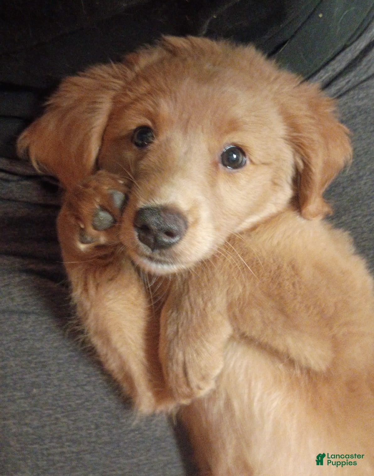 Mixed Breed dogs Daisy - Ad 2