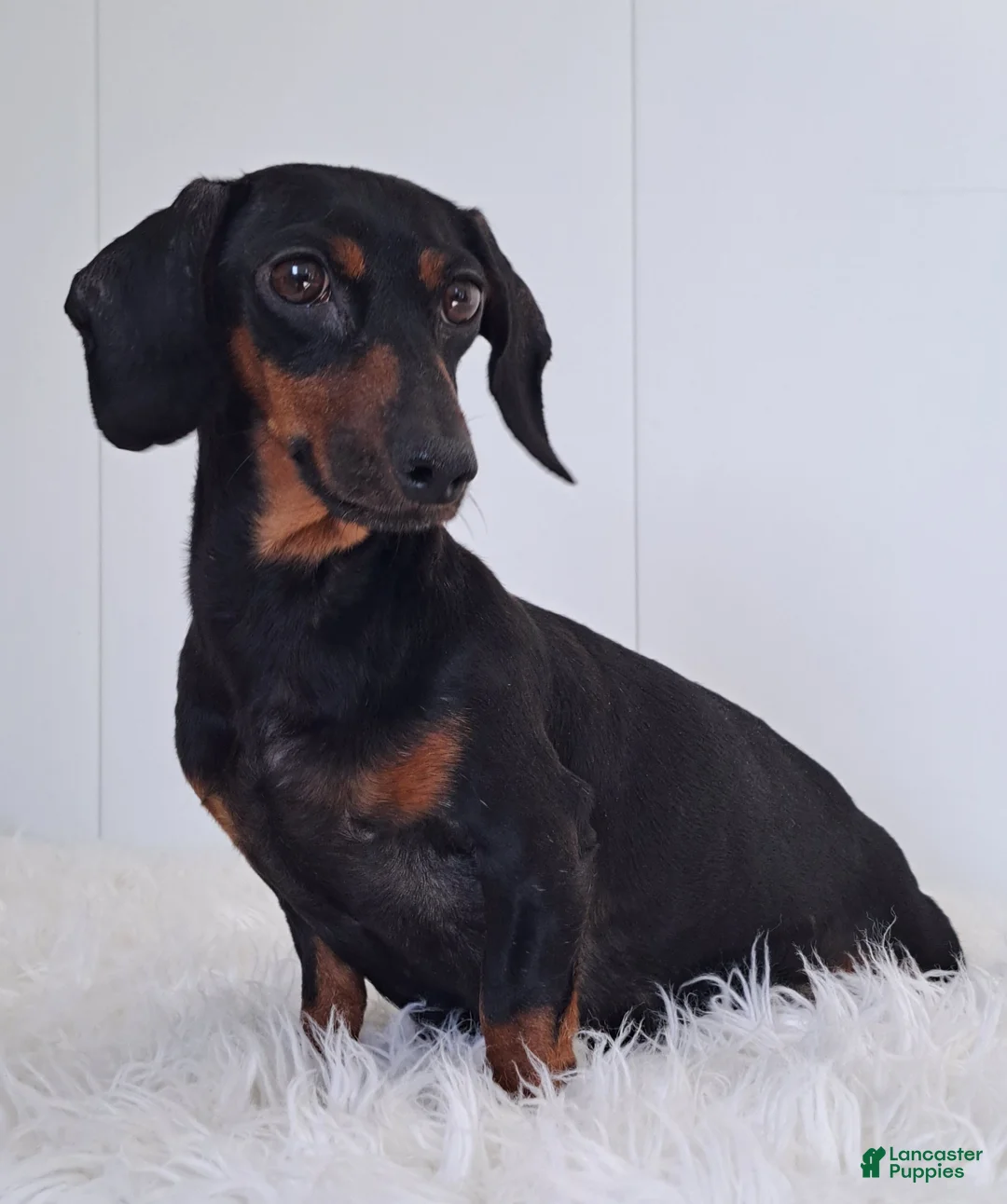 Miniature Dachshund dogs for sale: Peaches 🍑 - Ad 10