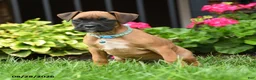 Boxer dogs for sale: Tanner - Ad 4