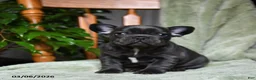 French Bulldog dogs for sale: Adam - Ad 3