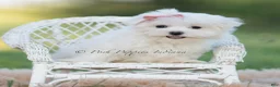 Maltese dogs for sale: Tulip - Ad 4