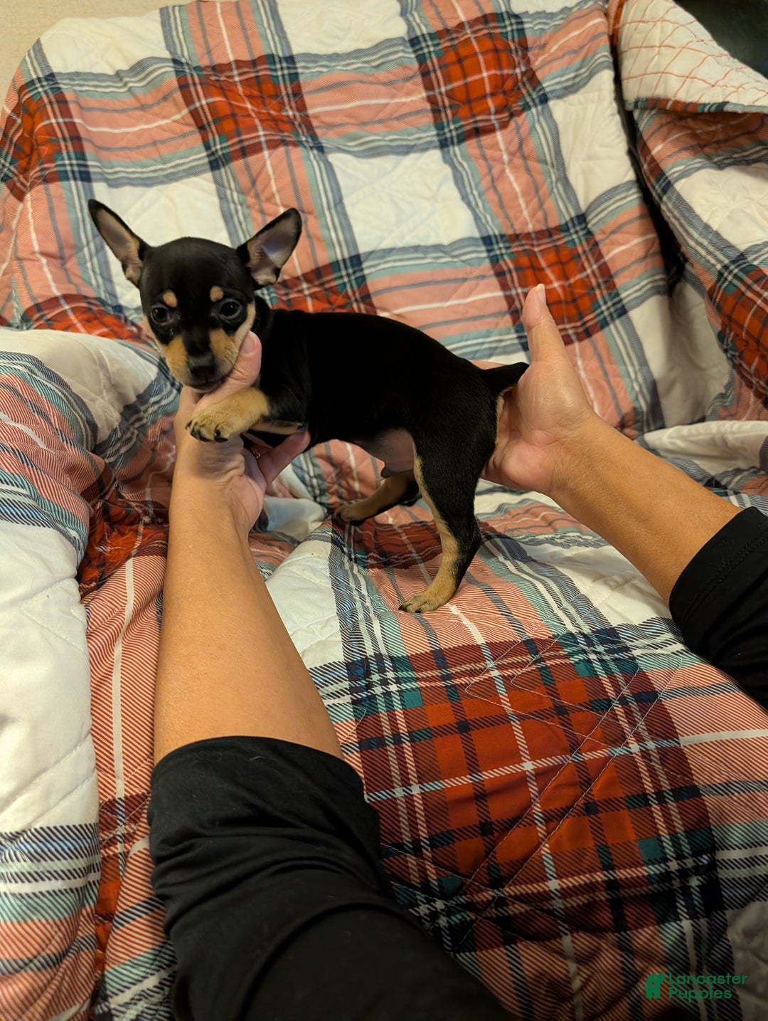 Mixed Breed dogs for sale: Chandler  - Ad 4