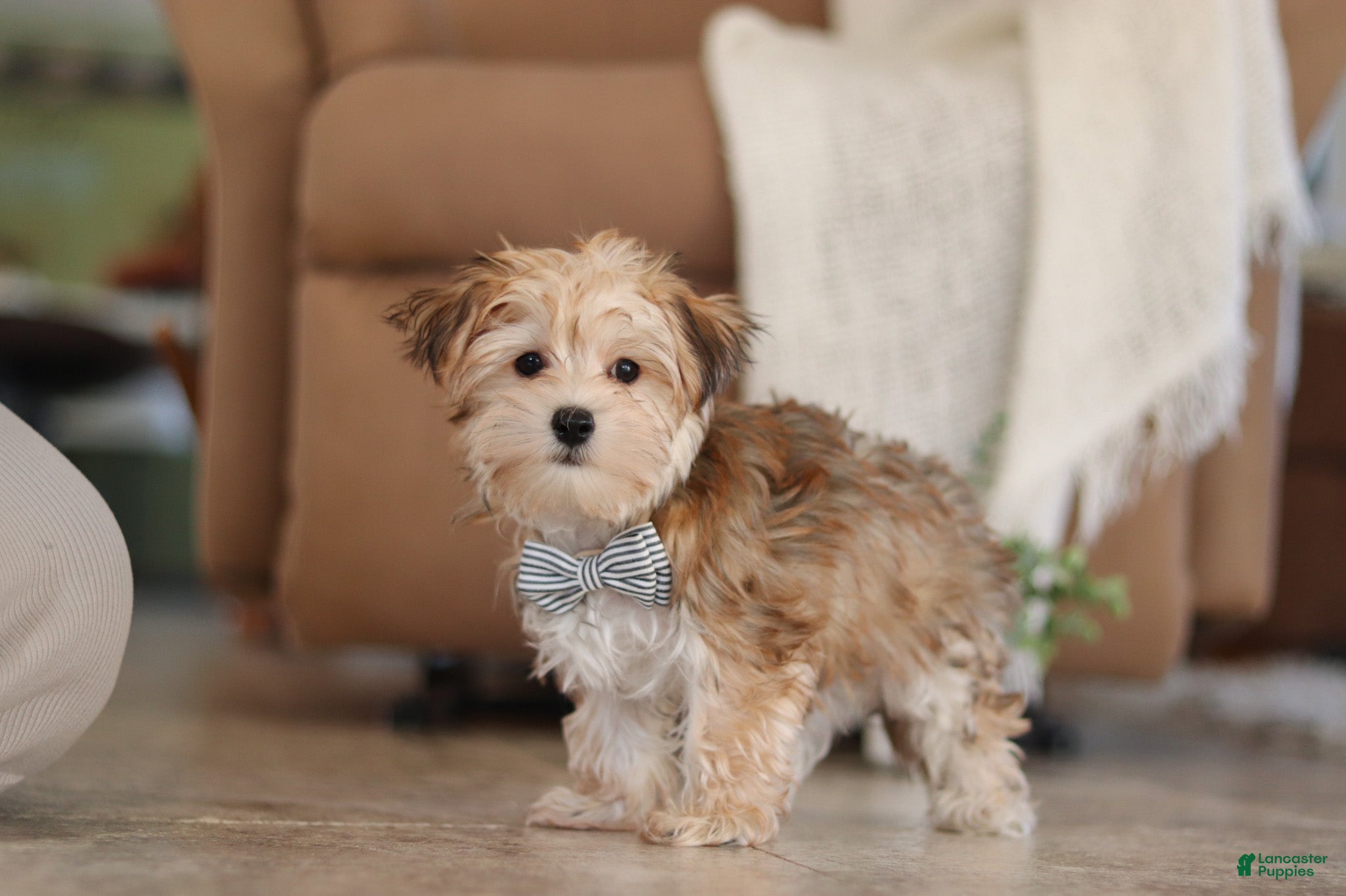 Morkie dogs Timmy - Ad 1