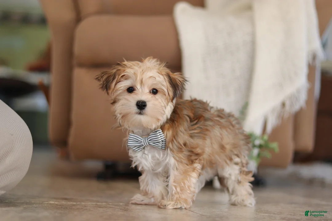 Morkie dogs for sale: Timmy - Ad 1