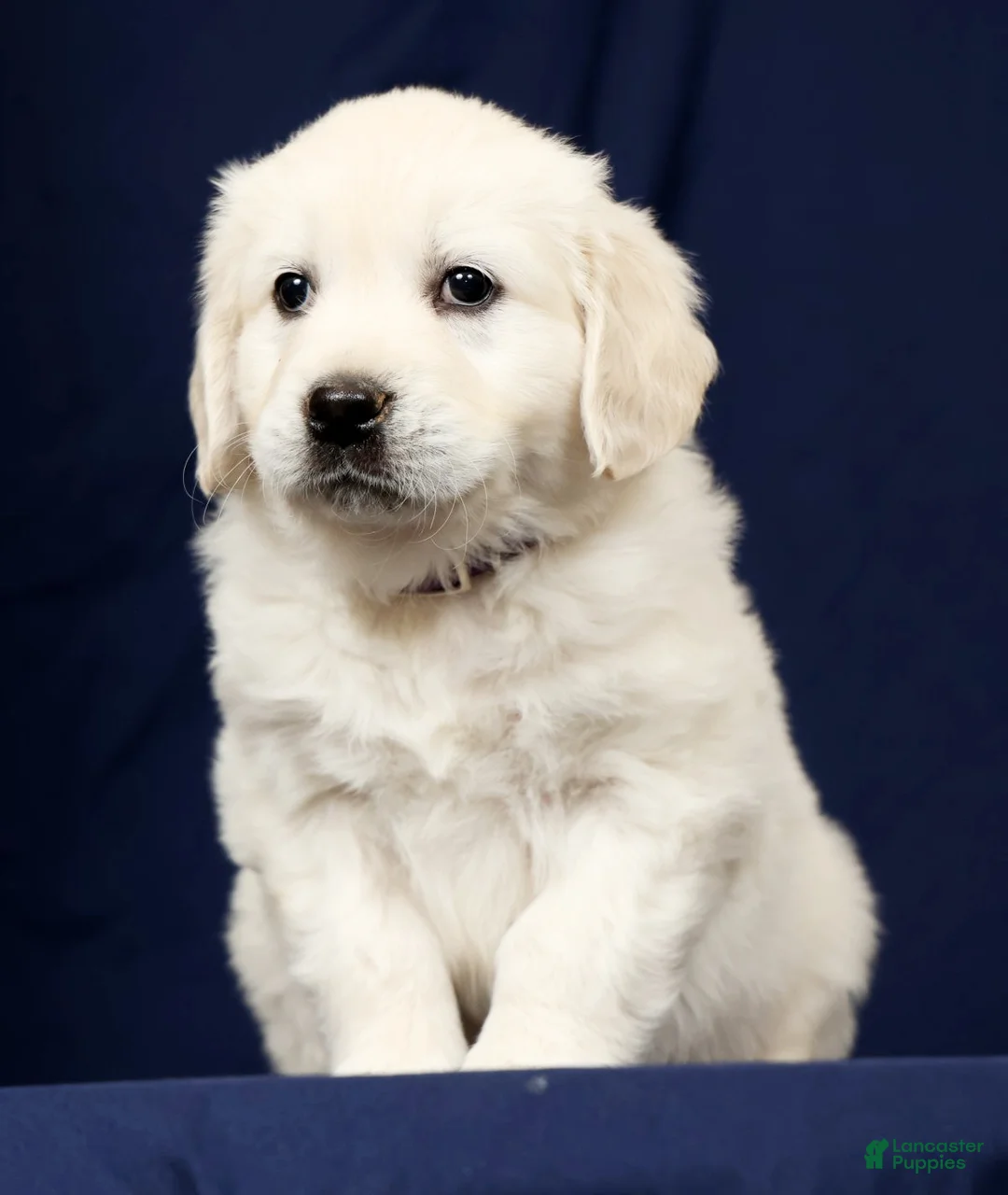 Golden Retriever dogs for sale: Tilly - Ad 1