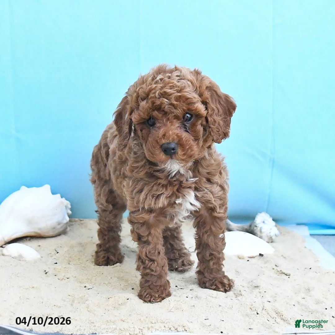 Yorkiepoo dogs for sale: Cathy - Ad 2