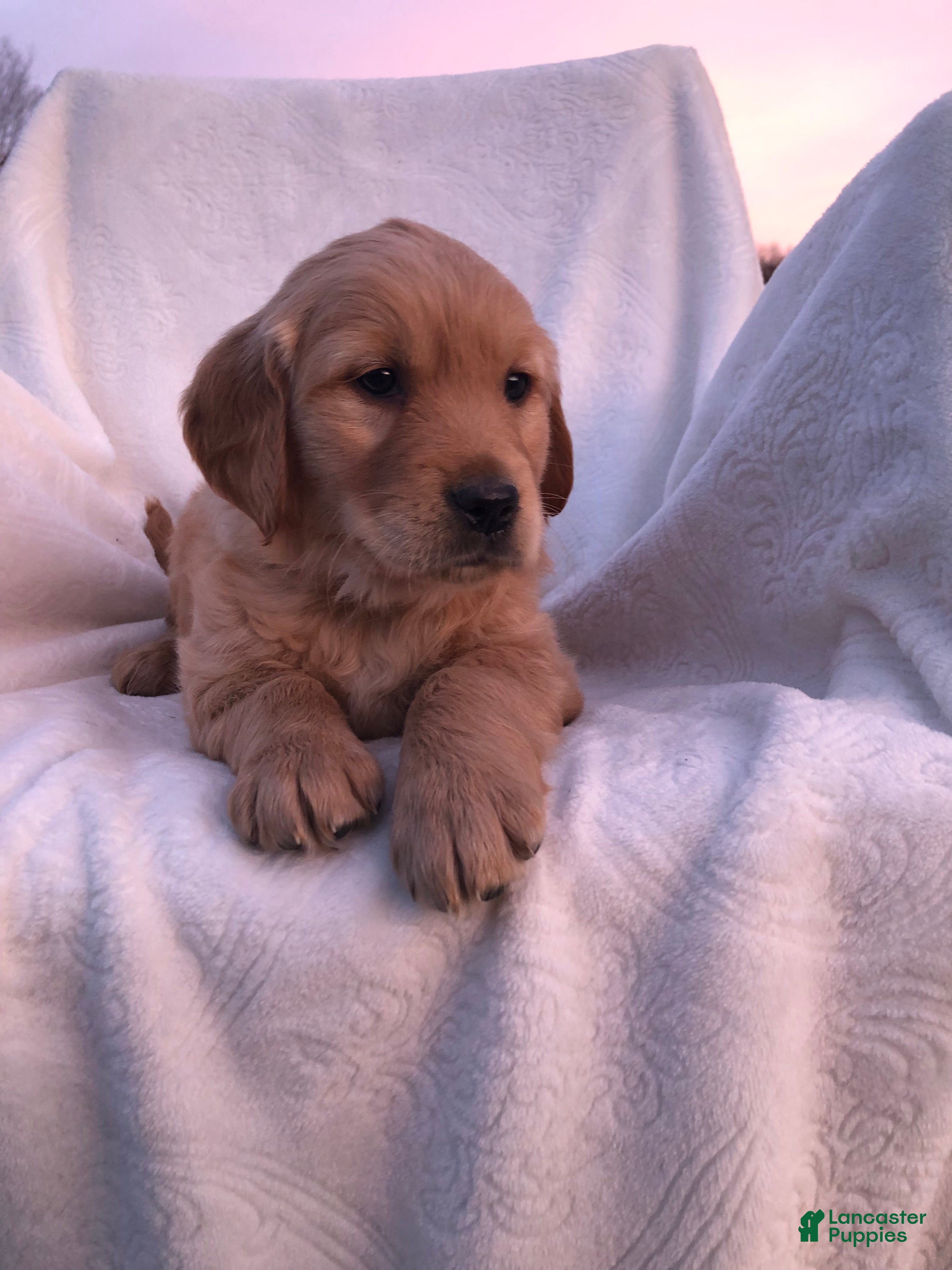 Golden Retriever dogs Reese’s  - Ad 22
