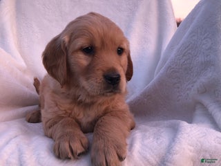 Golden Retriever dogs Reese’s - Ad 37
