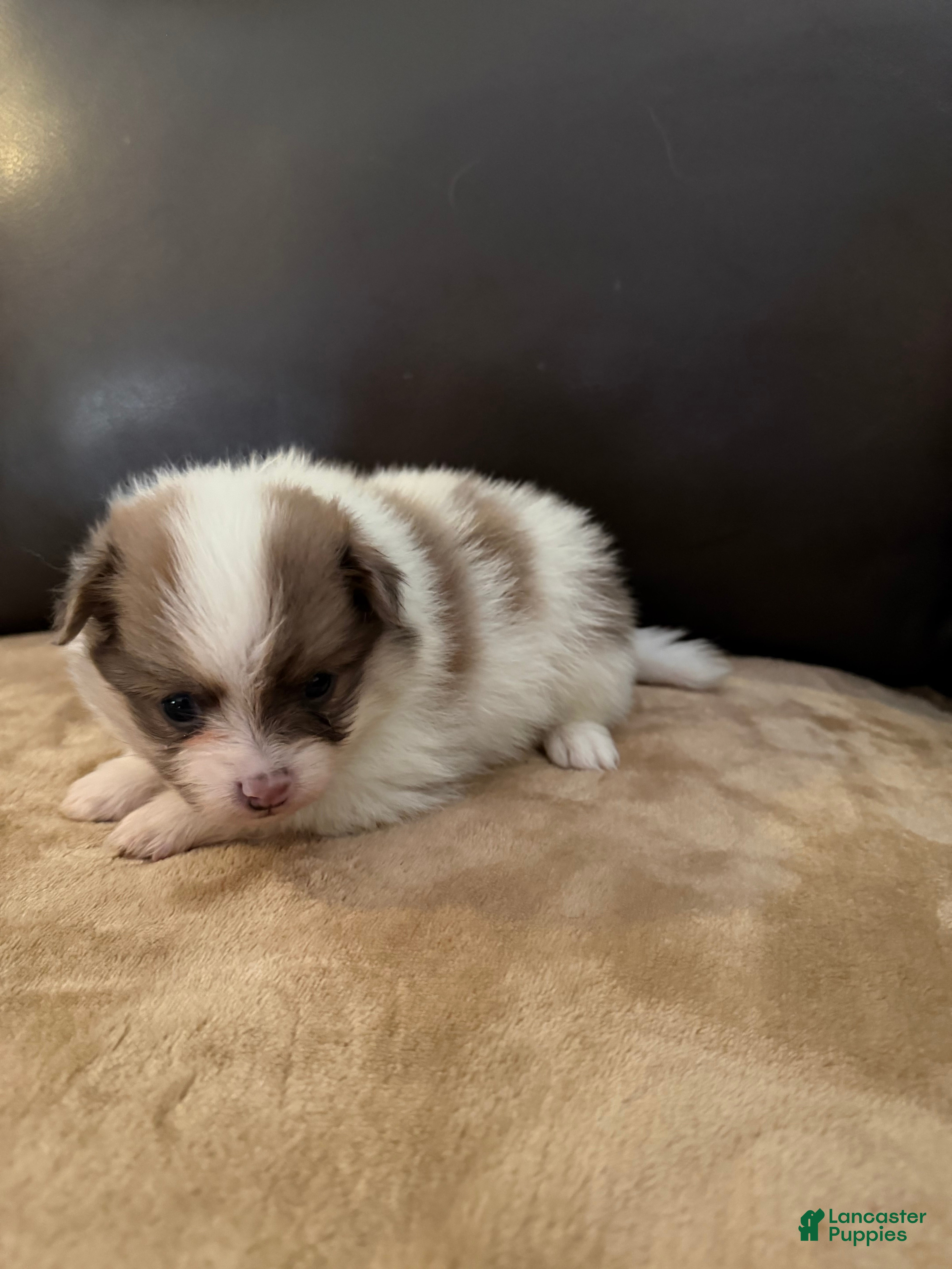 Pomeranian dogs Jax - Ad 1