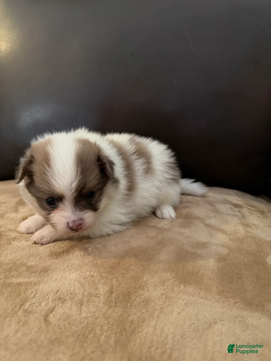 Pomeranian dogs for sale: Jax - Ad 1