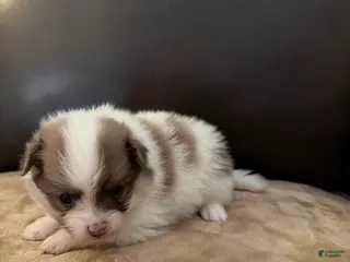 Pomeranian dogs for sale: Jax - Ad 3