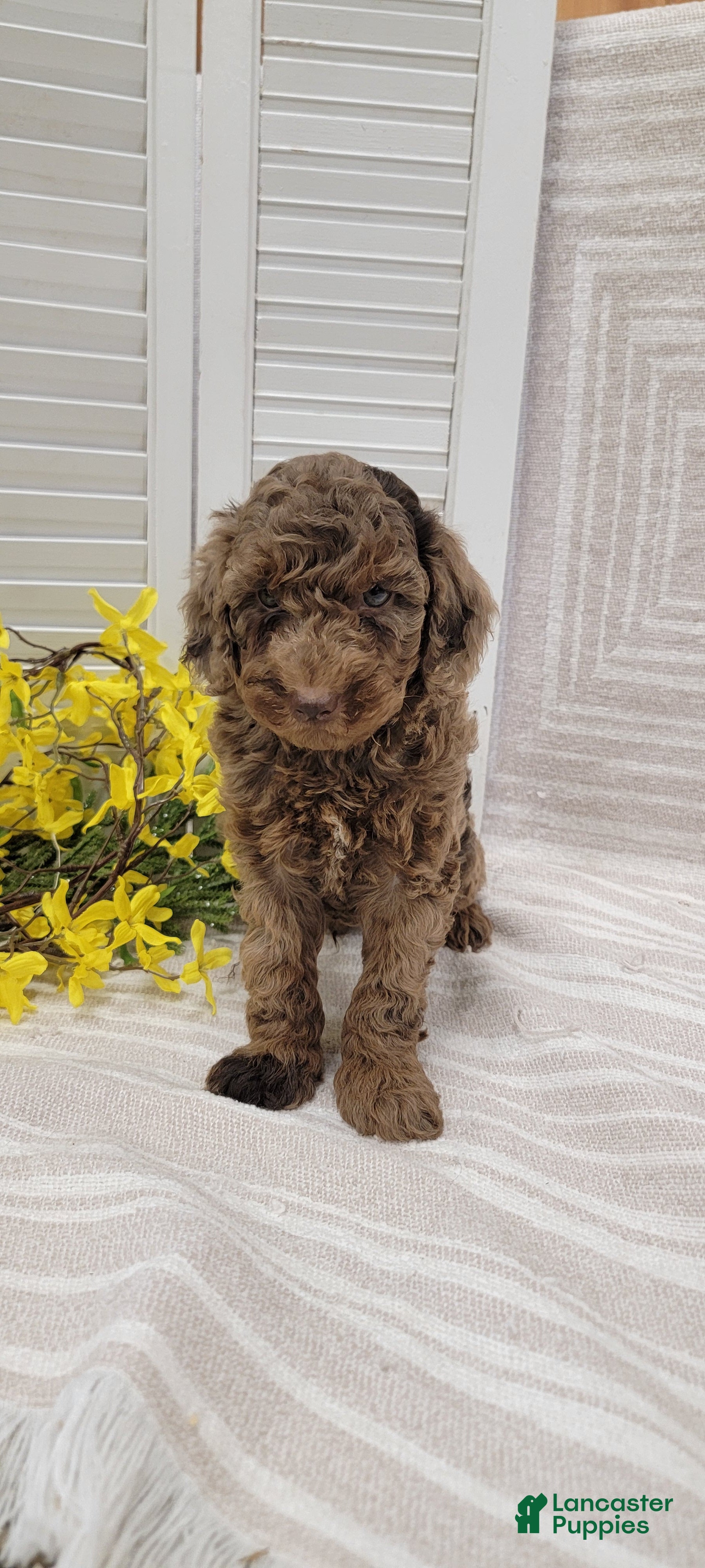 Cockapoo dogs Rambo - Ad 2
