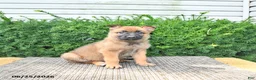Mixed Breed dogs for sale: Anka - Ad 2