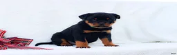 Rottweiler dogs for sale: Thor - Ad 3
