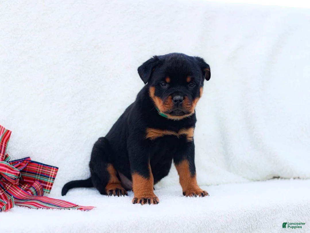Rottweiler dogs for sale: Thor - Ad 3
