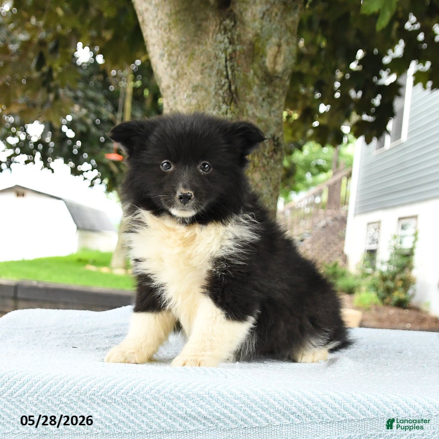 Pomsky dogs Georgia - Ad 1