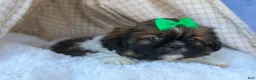 Shih Tzu dogs for sale: RUSTY - Ad 7