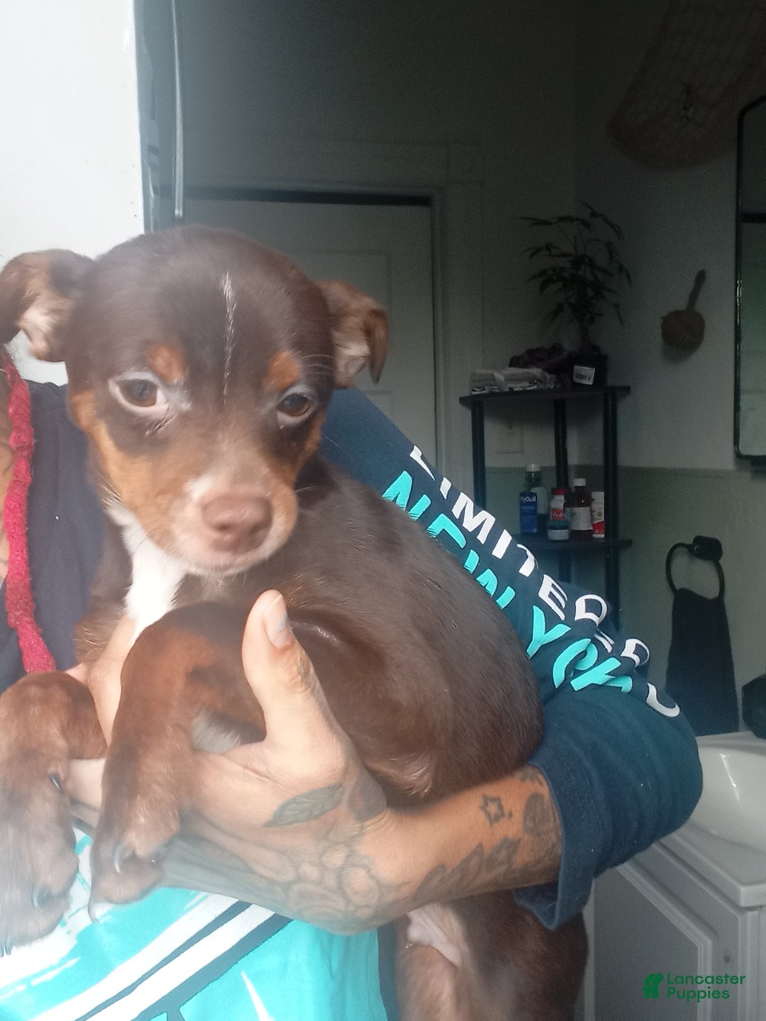 Chihuahua dogs for sale: Chocolate-Tri Chihuahua Puppy 1 - Ad 4