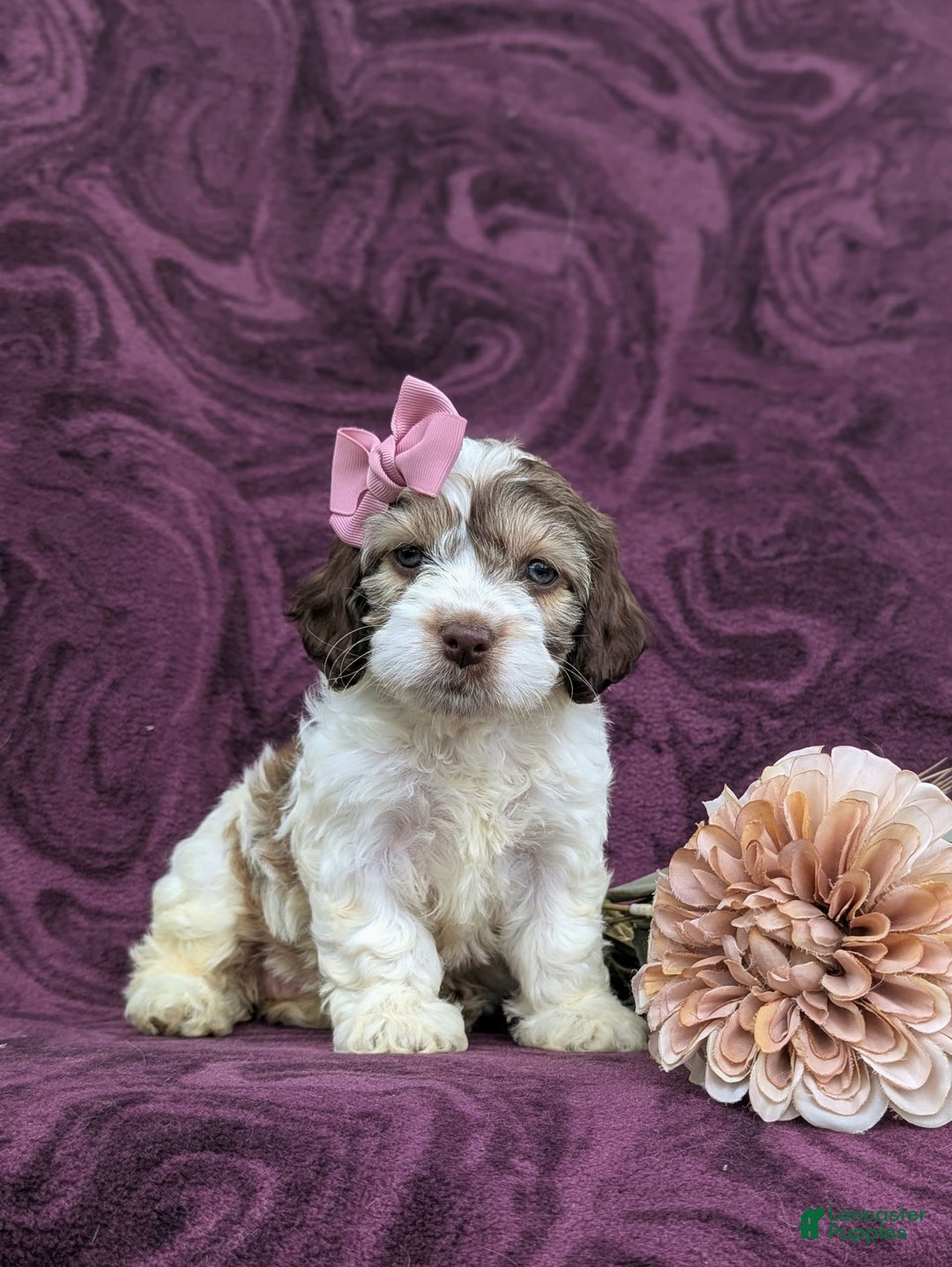 Cockapoo dogs for sale: Krystal - Ad 12