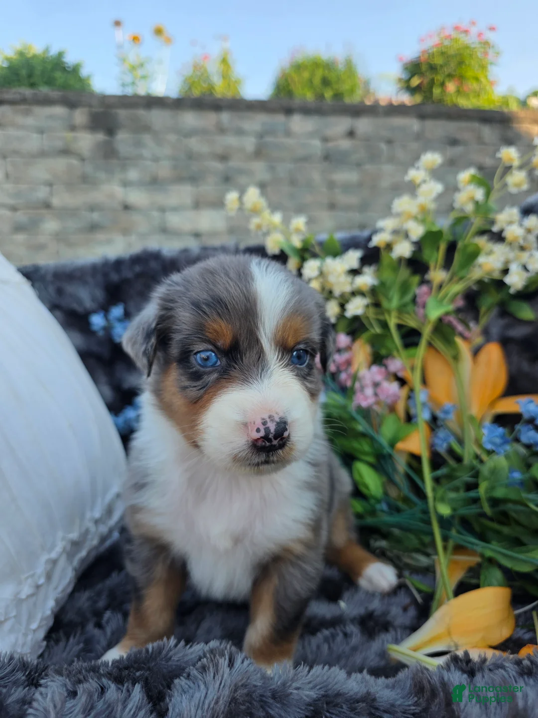 Australian Shepherd dogs for sale: Zane - Ad 9