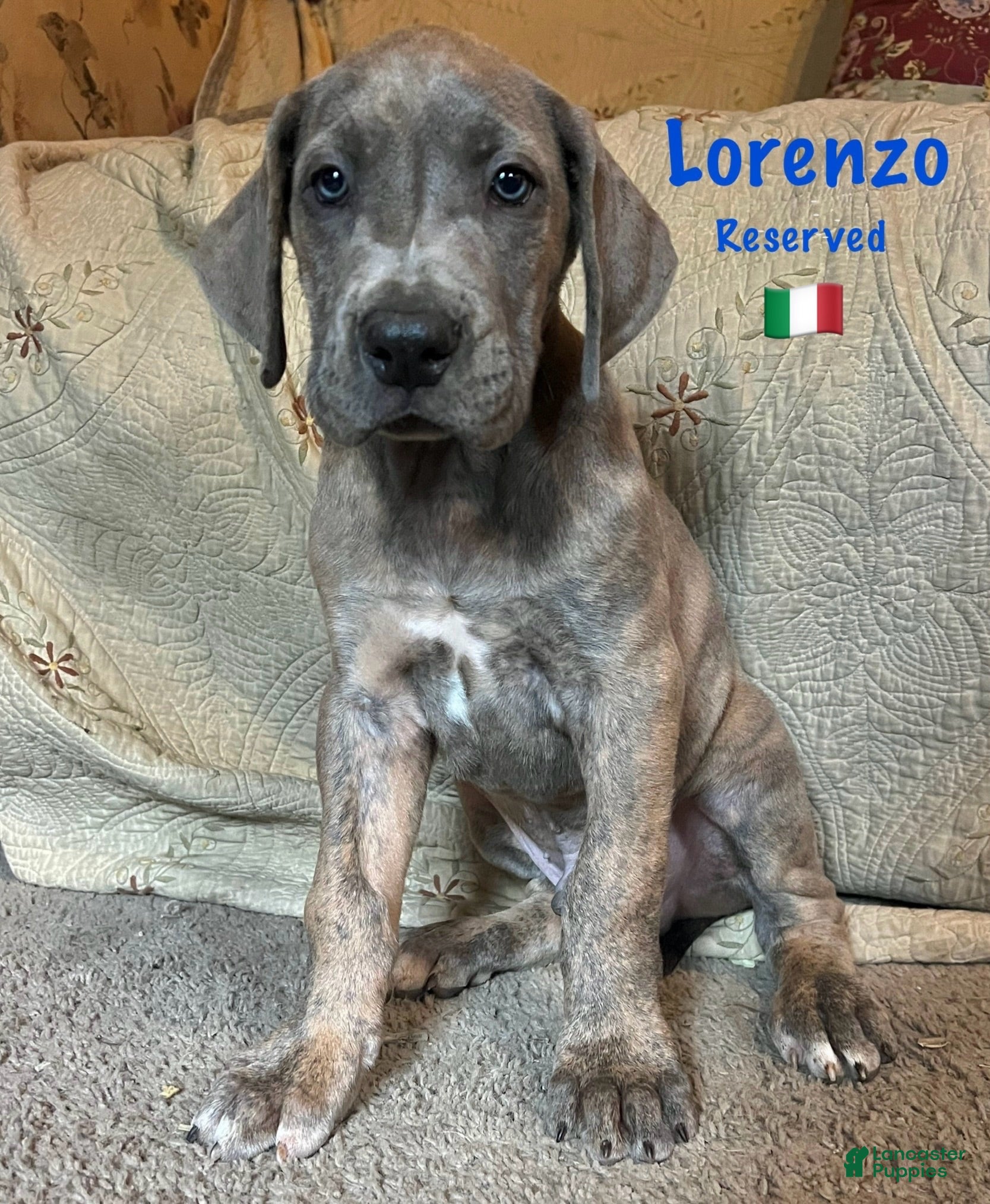 Great Dane dogs Lorenzo - Ad 1
