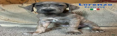 Lorenzo
