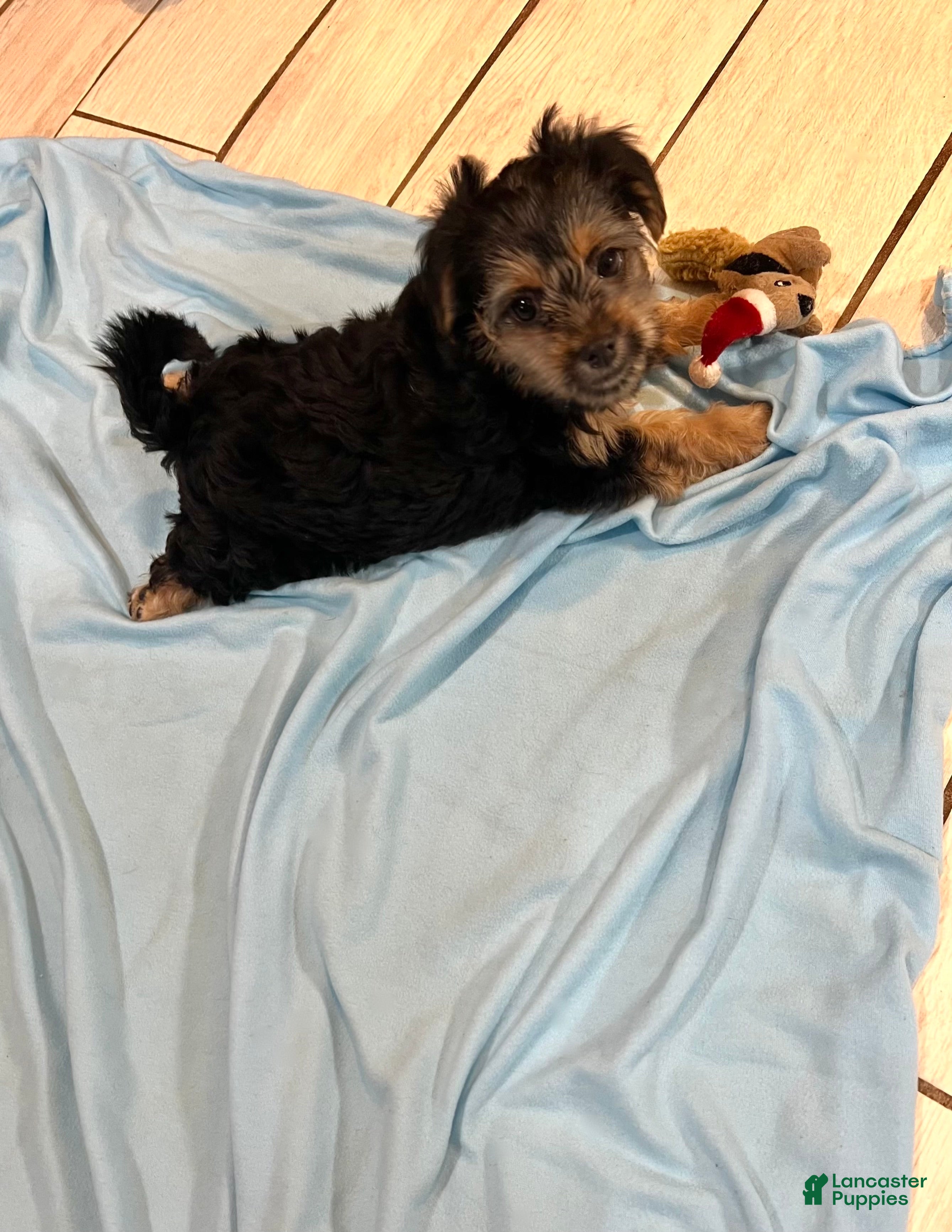 Shorkie dogs Shorkie Girl - Ad 2
