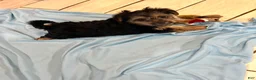 Shorkie dogs for sale: Shorkie Girl - Ad 2