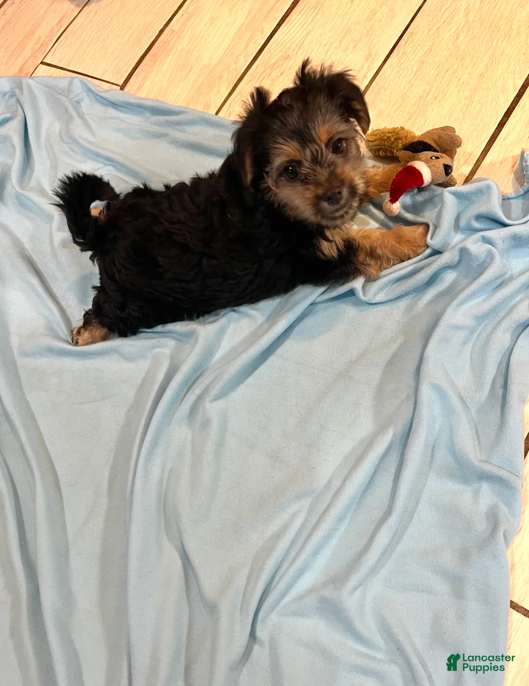 Shorkie dogs for sale: Shorkie Girl - Ad 2