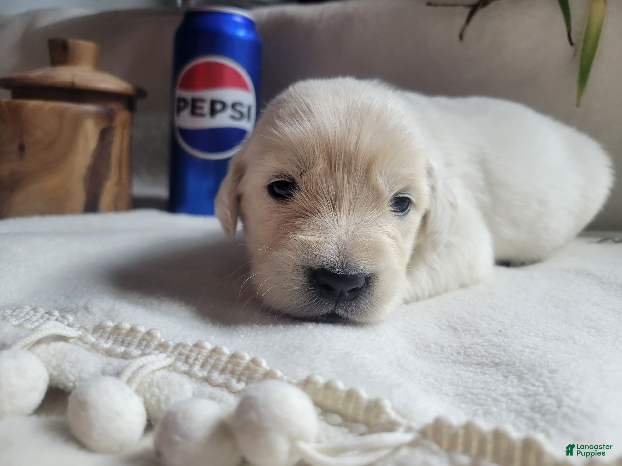 Golden Retriever dogs Champion Sired, Pepsi - Ad 9