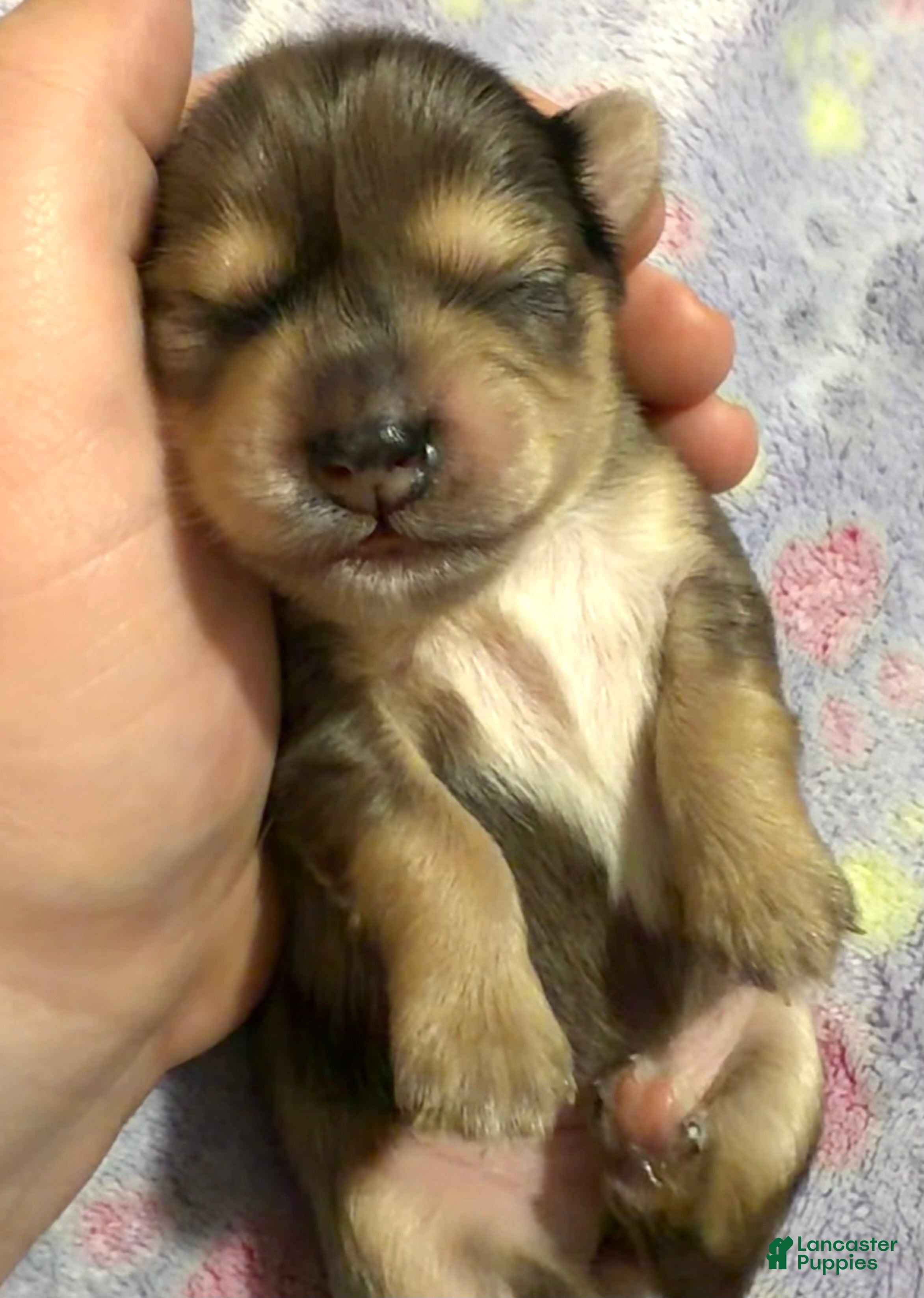 Mixed Breed dogs Mixed Breed 2 - Ad 41